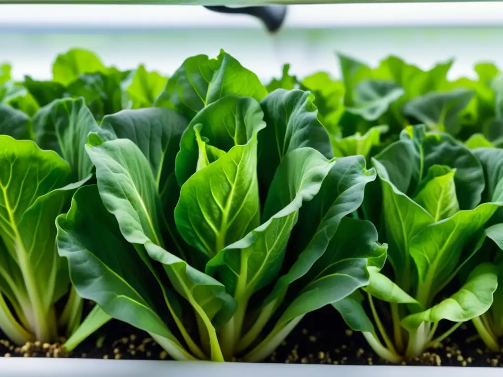 Vibrantes hojas de lechuga creciendo en acuaponía urbana, libres de falta de nutrientes, con raíces sumergidas en agua rica en nutrientes